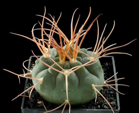 Gymnocalycium_guanchinese